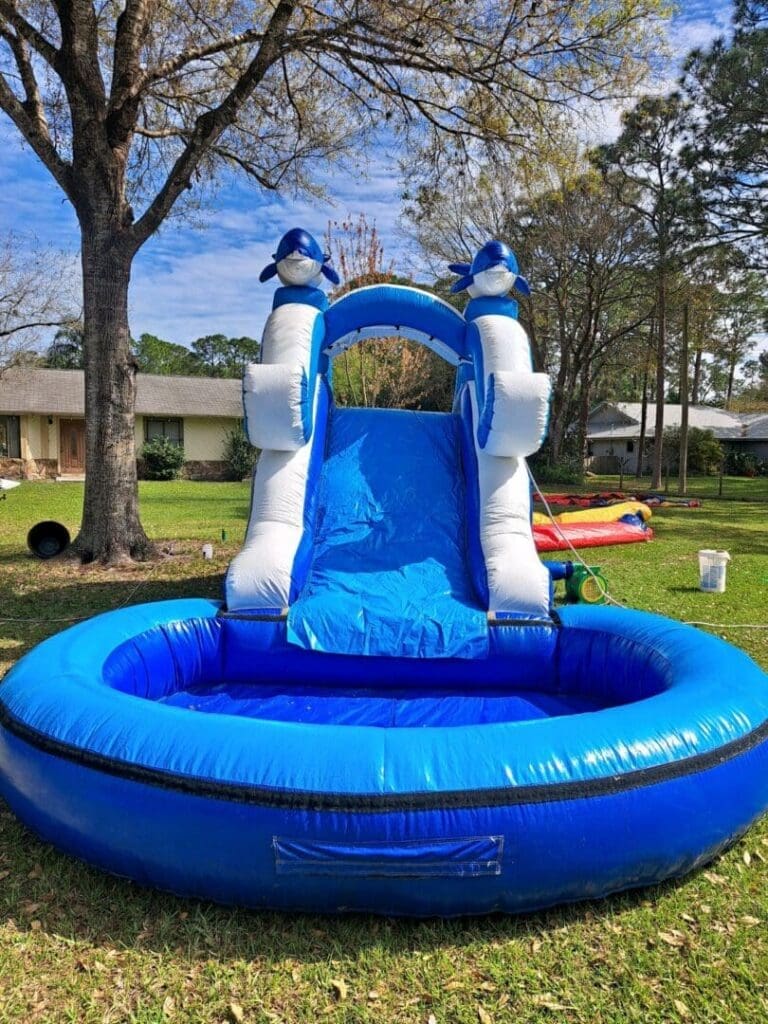 Dolphin Junior
